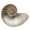🐚