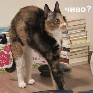 😦 чиво? kot, śmieszne, słodkie, pytanie, zmieszany, książki, zwierzę domowe telegram sticker