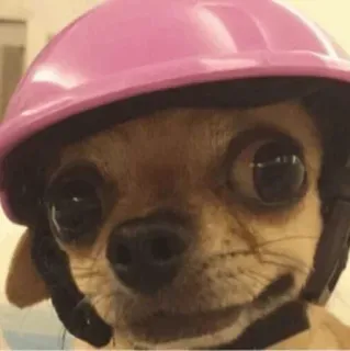 🐩 dog, chihuahua, helmet, pink helmet, animal, pet telegram sticker
