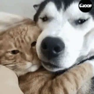 🐺 собака, кошка, животные, питомец, хаски, дружба, милый whatsapp sticker