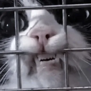 🐈‍⬛ Katze, wütend, Käfig, Tier, Haustier, häuslich, Katzenartig telegram sticker