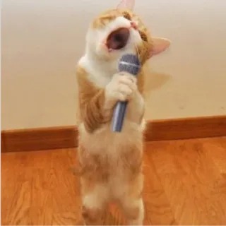 🎤 Katze, Mikrofon, Singen, Tier, Lustig telegram sticker