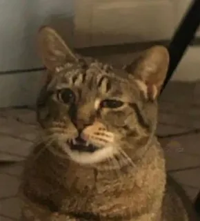 🧐 Katze, Tier, Katzenartig, Getigert, Hauskatze telegram sticker