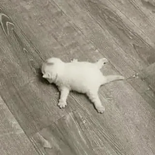 😮💨 gatito, gato, gato blanco, cría, mascota, animal doméstico, lindo whatsapp sticker