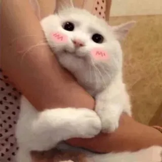 🐱 kucing, imut, anak kucing, hewan, peliharaan, kucing putih, kawaii, tersipu telegram sticker