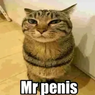 😎 Mr penis แมว, ก้าวร้าว, มีม, สัตว์ telegram sticker