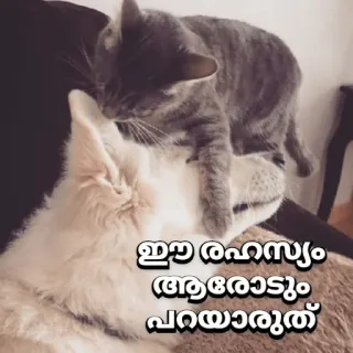 😂 ഇവ രഹസ്യം ആരോടും പറയാരുതു് cat, dog, friendship, animal, pet telegram sticker