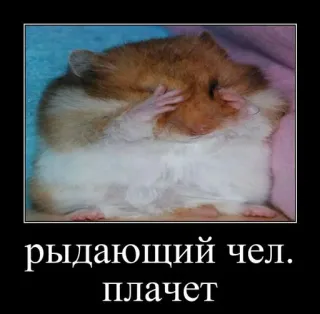 🐹 рыдающий чел. плачет hamster, pleurer, mème, animal, rongeur whatsapp sticker