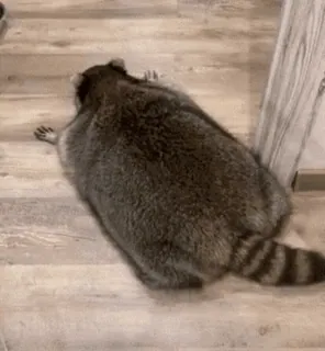 🦝 енот, животное, милый, смешной, млекопитающее, дикая природа telegram sticker