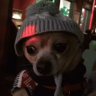 😟 chien, chihuahua, chapeau, mignon, animal, animal de compagnie, hiver whatsapp sticker
