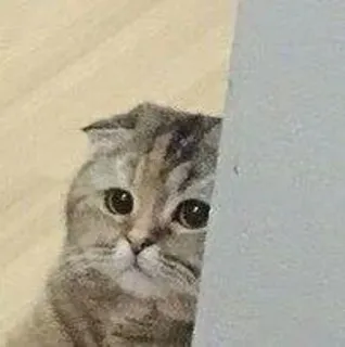 🙂 猫, 可愛い, 動物, ペット, 子猫, 覗き見 telegram sticker