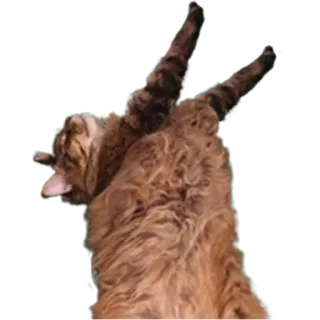 ⬆️ кот, дэб, животное, смешной, питомец, мем telegram sticker