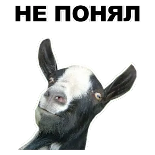 😑 НЕ ПОНЯЛ chèvre, animal, russe, autocollant, perplexe, mème whatsapp sticker