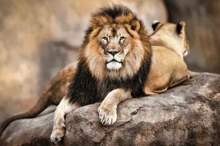 😐 лев, животные, дикая природа, крупная кошка, природа telegram sticker