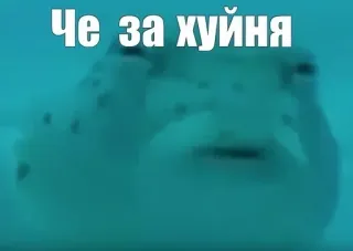 😑 Че за хуйня russian, text, phrase, fish, question, offensive, slang telegram sticker