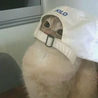 ✨ POLO Katze, Polo, Hut, süß, Tier, Haustier telegram sticker