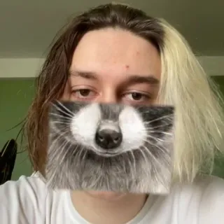 🦝 szop pracz, zwierzę, maska, twarz, filtr, dzika przyroda telegram sticker