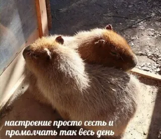 🥲 настроение просто сесть и промолчать так весь день capivara, animal, roedor, fofo, relaxante, engraçado, humor whatsapp sticker