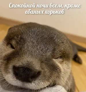 🌠 Спокойной ночи всем, кроме ебаных хорьков otter, animal, sleepy, cute, russian, offensive, meme telegram sticker