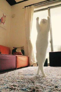 😊 gatto, yoga, stretching, animale domestico, animale, divertente telegram sticker