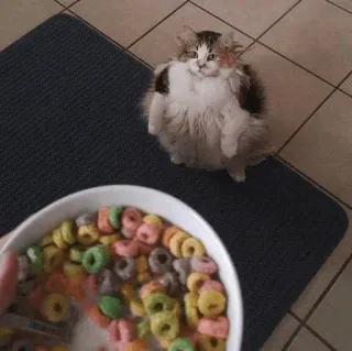 🍲 cat, cereal, food, animals, pets telegram sticker