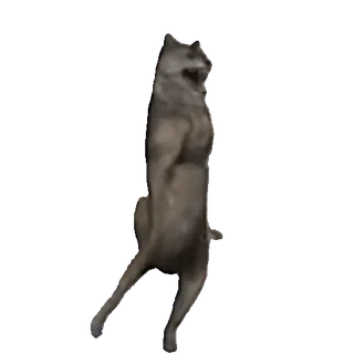 🥳 dog, wolf, animal, dancing, grey telegram sticker