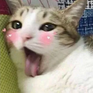 😜 gatto, animale, carino, kawaii, lingua, adesivo, meme telegram sticker