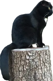 🌳 แมว, แมวดำ, สัตว์, สัตว์เลี้ยง, สัตว์เลี้ยงในบ้าน, ตอไม้ telegram sticker