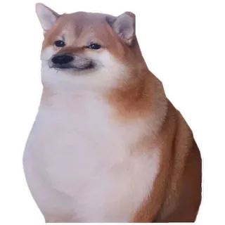 😕 cane, shiba inu, animale, meme, cheems telegram sticker