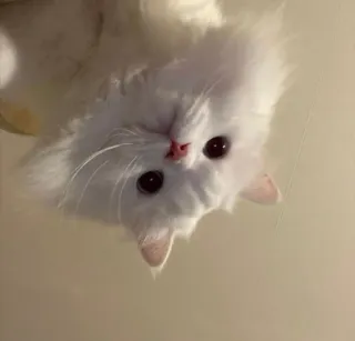 🤨 cat, white, fluffy, animal, pet, kitten telegram sticker