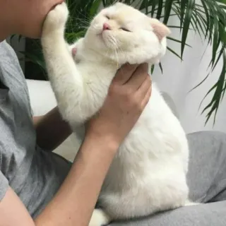 🤐 Katze, Haustier, weiße Katze, Haustier, Schottische Faltohrkatze telegram sticker