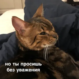 😐 но ты просишь без уважения แมว, รัสเซีย, คำขอ, ไม่เคารพ telegram sticker