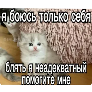 🙏 Я боюсь только себя
бляять я неадекватный помогите мне cat, kitten, meme, russian, humor, funny telegram sticker