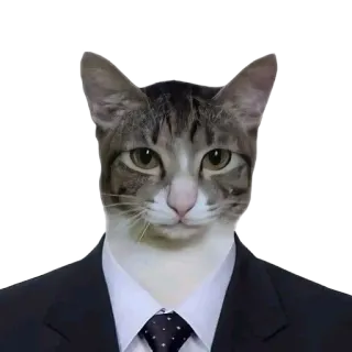 👨‍⚖️ 고양이, 정장, 동물, 밈, 웃긴, 비즈니스 telegram sticker