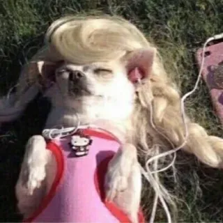 😏 perro, chihuahua, peluca, lindo, divertido, rosa, Hello Kitty telegram sticker
