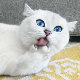 😛 gato, gato branco, olhos azuis, animal de estimação, lambendo, animal, gato doméstico telegram sticker