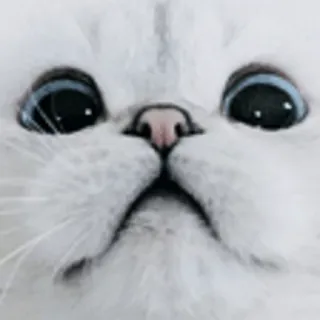🙄 Katze, Tier, Weiße Katze, Süß, Haustier, Katzenartig, Säugetier telegram sticker