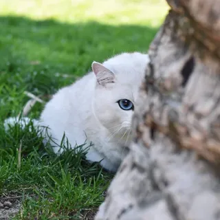👀 gato, gato branco, olhos azuis, animal, animal de estimação, natureza telegram sticker