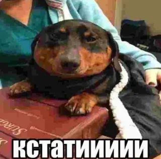 🥸 КСТАТИИИИИ cão, dachshund, animal, livro, meme, engraçado telegram sticker