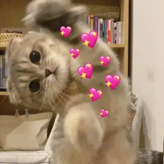 💖 Katze, Herzen, süß, Tier, Haustier whatsapp sticker