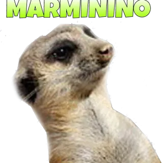 😯 MARMININO suricate, animal, fofo, Marmmino telegram sticker