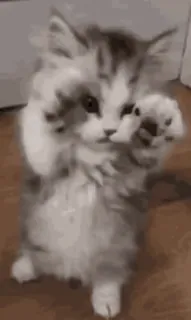 ✨ gato, gatinho, fofo, animal, animal de estimação, brincalhão telegram sticker