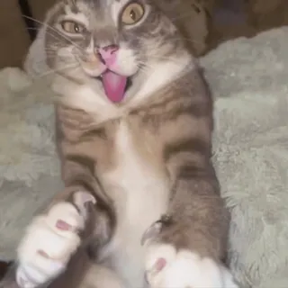 🤪 cat, funny, blep, tongue, meme, cute, feline, derp telegram sticker