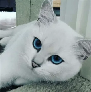 🌝 gato, gato branco, olhos azuis, animal de estimação, animal, fofo whatsapp sticker