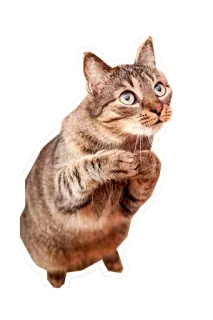🙄 แมว, สัตว์, สัตว์เลี้ยง, สัตว์เลี้ยง, น่ารัก, ลายสลิด telegram sticker