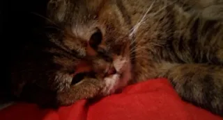 🥺 gato, animal, animal de estimação, felino, gato doméstico, descansando, dormindo telegram sticker