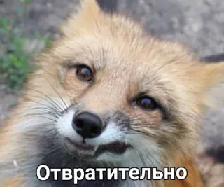 PhilippSilverFoxPack telegram stickers