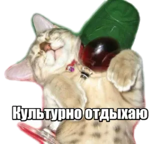 🥴 Культурно отдыхаю cat, relax, wine, drinking telegram sticker
