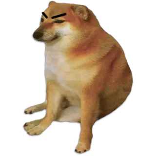 🐶 Cheems โดจ, หมา, มีม, สัตว์, สัตว์เลี้ยง whatsapp sticker