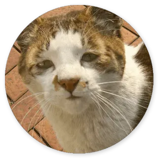 😇 cat, animal, pet, mammal, feline whatsapp sticker